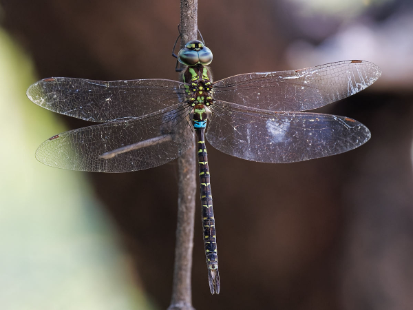 Turquoise-tipped Darner