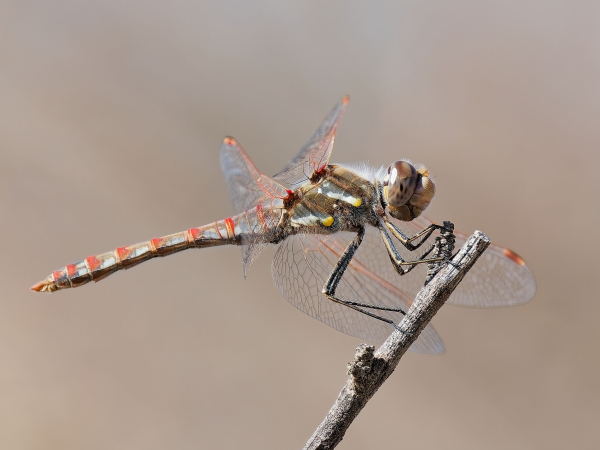 Variegated Meadowhawk