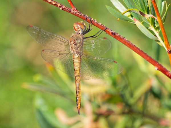 Wandering Glider