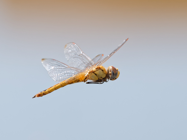 Wandering Glider