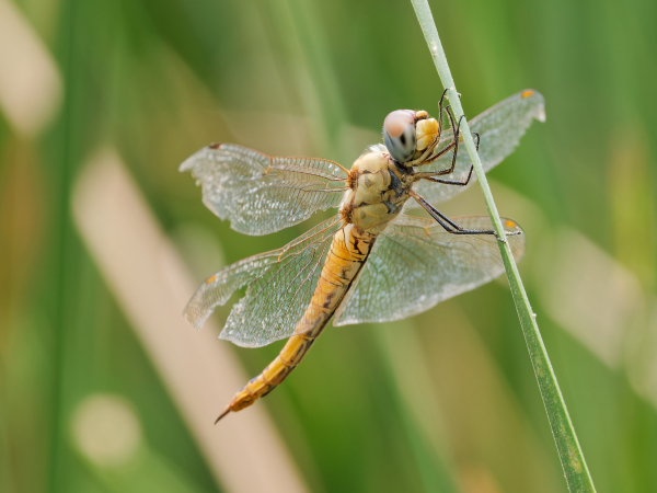Wandering Glider
