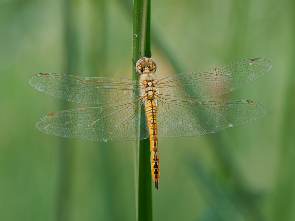 Wandering Glider
