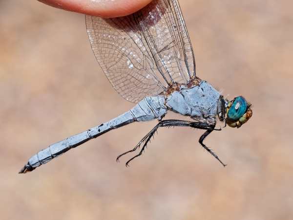 Western Pondhawk