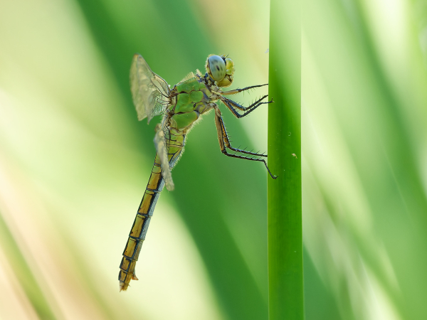 Western Pondhawk
