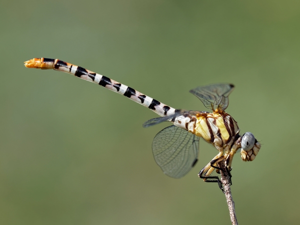White-belted Ringtail