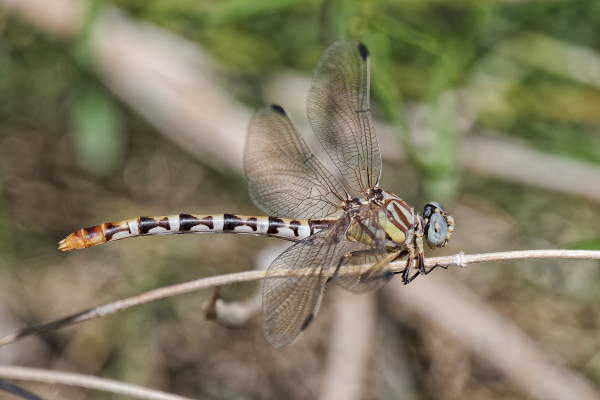 White-belted Ringtail