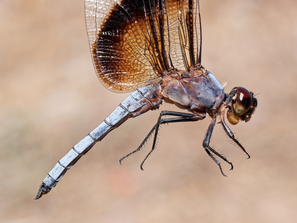 Widow Skimmer