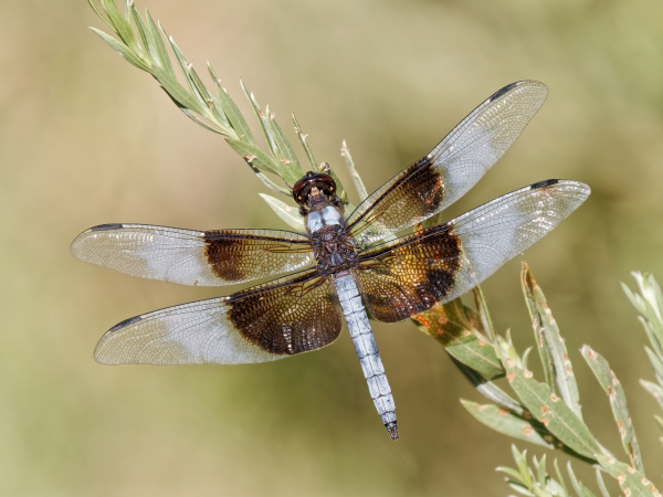 Widow Skimmer