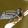 News: New Arizona species: Neotropical Bluet, &lt;em&gt;Enallagma novaehispaniae&lt;/em&gt;, Maricopa