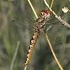 News: Spot-winged Glider, &lt;em&gt;Pantala hymenaea&lt;/em&gt;, in Maricopa Co., Arizona: New early flying date for the state