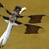 News: Common Whitetail, &lt;em&gt;Plathemis lydia&lt;/em&gt;, in Gila Co., AZ: new early flying date for the state.