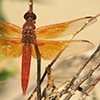 News: Flame Skimmer, &lt;em&gt;Libellula saturata&lt;/em&gt;, in Maricopa Co.: New late flying date for species in Arizona