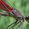 News: Canyon Rubyspot, &lt;em&gt;Hetaerina vulnerata&lt;/em&gt; in Maricopa Co.: new late flying date for the SW United States