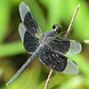 News: Black-winged Dragonlet, &lt;em&gt;Erythrodiplax funerea&lt;/em&gt;, in Arizona, July 2014: First state record in 60 years!