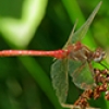 News: Striped Meadowhawk, &lt;em&gt;Sympetrum pallipes&lt;/em&gt;, in Pinal Co.: new late flying date for Arizona