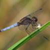 News: Plateau Dragonlet, &lt;em&gt;Erythrodiplax basifusca&lt;/em&gt;, in Maricopa Co.: new late flying date for the SW United States