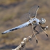 News: Bleached Skimmer, <em>Libellula composita</em>, at Quitobaquito Pond, Pima Co.: new location and early flying date for the state