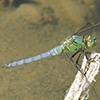 News: Western Pondhawk, &lt;em&gt;Erythemis collocata&lt;/em&gt;, in Maricopa Co.: New late flying date for the state