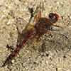 News: Red Rock Skimmer, <em>Paltothemis lineatipes</em>, in Pinal Co.: New late flying date for Arizona