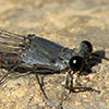 News: Sooty Dancer, <em>Argia lugens</em>, in Maricopa Co.: New late flying date for Arizona