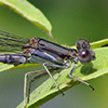 News: Variable Dancer, <em>Argia fumipennis</em>, in Pima Co.: New late flying date for Arizona