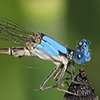 News: Blue-fronted Dancer, &lt;em&gt;Argia apicalis&lt;/em&gt;, in Graham and Gila Co., Arizona: New early flying date for the state