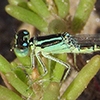 News: Mexican Forktail, &lt;em&gt;Ischnura demorsa&lt;/em&gt;, in Pinal Co., Arizona: New early flying date for the state