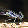 News: Lavender Dancer, <em>Argia hinei</em>, in Pinal Co.: New late flying date for Arizona