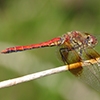News: Band-winged Meadowhawk, &lt;em&gt;Sympetrum semicinctum&lt;/em&gt;, in Gila Co., AZ: new early flying date for the state