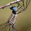 News: California Spreadwing, &lt;em&gt;Archilestes californicus&lt;/em&gt;: Northernmost record to date for Arizona
