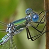 News: Emerald Spreadwing, &lt;em&gt;Lestes dryas&lt;/em&gt;, in Apache Co., AZ: new late flying date for the state