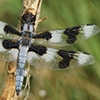 News: Eight-spotted Skimmer, &lt;em&gt;Libellula forensis&lt;/em&gt;, in Apache Co.: New early flying date for species in Arizona
