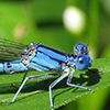 News: Aztec Dancer, &lt;em&gt;Argia nahuana&lt;/em&gt;, in Pinal Co., Arizona: New late flying date for the state.