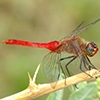 News: Red-tailed Pennant, &lt;em&gt;Brachymesia furcata&lt;/em&gt;, in Maricopa Co., AZ: new early flying date for the state