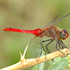 News: Red-tailed Pennant, <em>Brachymesia furcata</em>, in Maricopa Co.: New late flying date for Arizona