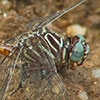 News: Narrow-striped Forceptail, &lt;em&gt;Aphylla protracta&lt;/em&gt;, in Pinal Co., AZ: First county and fourth state record