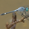 News: Spot-tailed Dasher, <em>Micrathyria aequalis</em>, in Maricopa Co.: New county record and northernmost location to date.