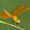 News: Mexican Amberwing, <em>Perithemis intensa</em>, in Pinal Co.: New late flying date for Arizona