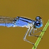 News: Claw-tipped Bluet, &lt;em&gt;Enallagma semicirculare&lt;/em&gt;, in northern Pinal County, AZ: Northernmost state record of species
