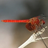 News: Mayan Setwing, &lt;em&gt;Dythemis maya&lt;/em&gt; in Cochise Co., AZ: new late flying date for the state