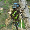 News: Turquoise-tipped Darner, &lt;em&gt;Rhionaeschna psilus&lt;/em&gt;, in Maricopa Co., AZ: new late flying date for the state