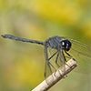 News: Black Setwing, &lt;em&gt;Dythemis nigrescens&lt;/em&gt;, in Maricopa Co.: New late flying date for the state