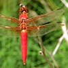 News: Neon Skimmer, &lt;em&gt;Libellula croceipennis&lt;/em&gt;, in Maricopa Co.: New late flying date for the state