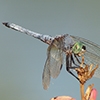 News: Blue Dasher, &lt;em&gt;Pachydiplax longipennis&lt;/em&gt;, in Maricopa Co., AZ: new late flying date for the Southwest US