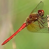 News: Cardinal Meadowhawk, &lt;em&gt;Sympetrum illotum&lt;/em&gt;, in Pinal Co.: Northernmost state record to date.