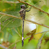 News: Pale-faced Clubskimmer, <em>Brechmorhoga mendax</em>, in Pinal Co.: New late flying date for Arizona