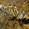 News: White-belted Ringtail, <em>Erpetogomphus compositus</em>, in Maricopa Co.: New late flying date for Arizona