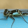 : Pacific Forktail